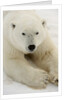 Polar bear (Ursus maritimus) by Anonymous