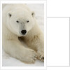 Polar bear (Ursus maritimus) by Anonymous