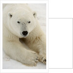 Polar bear (Ursus maritimus) by Anonymous