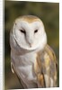 Barn Owl (Tyto alba) at the Sonoran Desert Museum, Tucson, Arizona, USA by Anonymous