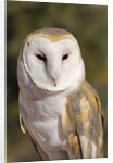 Barn Owl (Tyto alba) at the Sonoran Desert Museum, Tucson, Arizona, USA by Anonymous