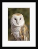 Barn Owl (Tyto alba) at the Sonoran Desert Museum, Tucson, Arizona, USA by Anonymous