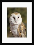 Barn Owl (Tyto alba) at the Sonoran Desert Museum, Tucson, Arizona, USA by Anonymous