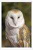 Barn Owl (Tyto alba) at the Sonoran Desert Museum, Tucson, Arizona, USA by Anonymous