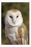 Barn Owl (Tyto alba) at the Sonoran Desert Museum, Tucson, Arizona, USA by Anonymous