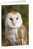 Barn Owl (Tyto alba) at the Sonoran Desert Museum, Tucson, Arizona, USA by Anonymous