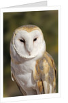 Barn Owl (Tyto alba) at the Sonoran Desert Museum, Tucson, Arizona, USA by Anonymous