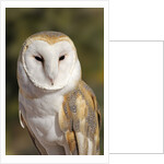 Barn Owl (Tyto alba) at the Sonoran Desert Museum, Tucson, Arizona, USA by Anonymous