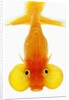 Bubble eye goldfish by Anonymous