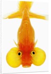 Bubble eye goldfish by Anonymous