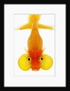 Bubble eye goldfish by Anonymous
