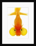 Bubble eye goldfish by Anonymous