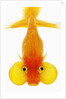 Bubble eye goldfish by Anonymous