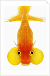 Bubble eye goldfish by Anonymous