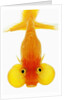 Bubble eye goldfish by Anonymous