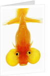 Bubble eye goldfish by Anonymous