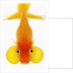 Bubble eye goldfish by Anonymous