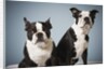 Portrait of two dogs sitting by Anonymous