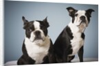 Portrait of two dogs sitting by Anonymous