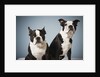 Portrait of two dogs sitting by Anonymous