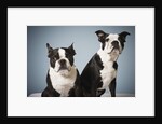 Portrait of two dogs sitting by Anonymous