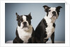 Portrait of two dogs sitting by Anonymous