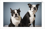 Portrait of two dogs sitting by Anonymous