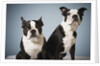 Portrait of two dogs sitting by Anonymous