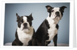 Portrait of two dogs sitting by Anonymous