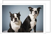 Portrait of two dogs sitting by Anonymous