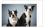 Portrait of two dogs sitting by Anonymous
