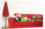 Dogs and Christmas gifts on sofa by Corbis