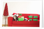 Dogs and Christmas gifts on sofa by Corbis