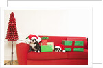 Dogs and Christmas gifts on sofa by Corbis