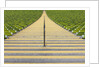 Stadium stairway between rows of green seats by Anonymous