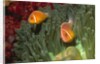 Pink Anemonefish in Magnificant Sea Anemone by Anonymous