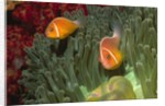 Pink Anemonefish in Magnificant Sea Anemone by Anonymous