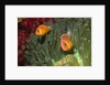 Pink Anemonefish in Magnificant Sea Anemone by Anonymous