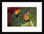 Pink Anemonefish in Magnificant Sea Anemone by Anonymous