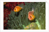Pink Anemonefish in Magnificant Sea Anemone by Anonymous