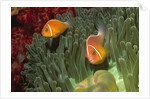 Pink Anemonefish in Magnificant Sea Anemone by Anonymous