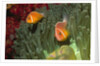 Pink Anemonefish in Magnificant Sea Anemone by Anonymous