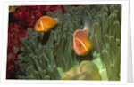 Pink Anemonefish in Magnificant Sea Anemone by Anonymous