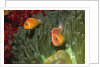 Pink Anemonefish in Magnificant Sea Anemone by Anonymous