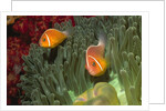 Pink Anemonefish in Magnificant Sea Anemone by Anonymous