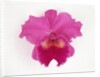 Cattleya Orchid by Anonymous