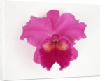 Cattleya Orchid by Anonymous