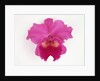 Cattleya Orchid by Anonymous