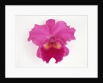 Cattleya Orchid by Anonymous