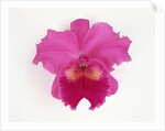 Cattleya Orchid by Anonymous